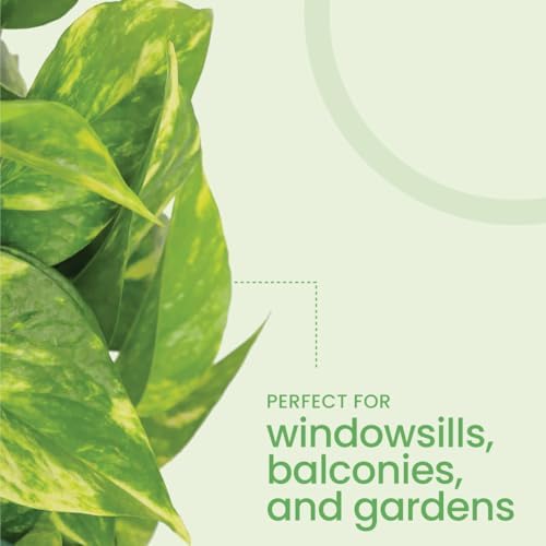 American Plant Exchange Golden Pothos – Live 8-Inch Hanging Basket, Devil’s Ivy, Easy-Care Air Purifying Houseplant, Fast-Growing Trailing Vine for Hanging Planters, Indoor Home or Office Décor - Image 5