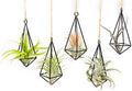 5 Pack Black Metal Pendant Hanging Planter with Assorted Medium Air Plant - Macrame Holder for Indoor Plants - Succulent Plant Hanger - Available in Wholesale and Bulk- Home and Garden Décor by TheAirPlantShop