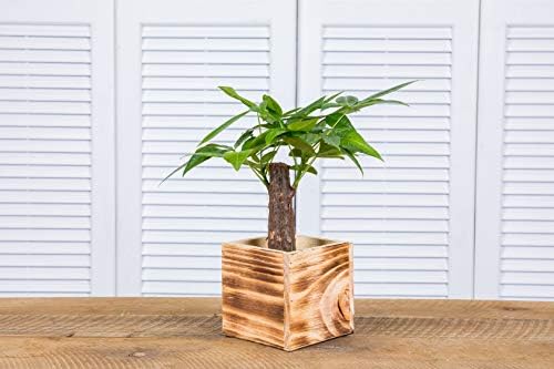 Wooden Planter Box, Rustic Burned Wood/Whitewash with Plastic Liner l Garden Decor l Restaurant and Wedding Decorations l Wood Box (5x5 Set of 4, Burned Wood) - Image 4