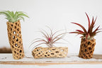 Air Plant Shop 5 Pack 3 Inch Cholla Cactus Holders with Assorted Air Plants- Wholesale and Bulk - Succulents - Live Tillandsia - Easy Care Indoor and Outdoor House Plants - Image 2