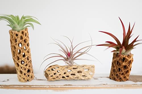 Air Plant Shop 5 Pack 3 Inch Cholla Cactus Holders with Assorted Air Plants- Wholesale and Bulk - Succulents - Live Tillandsia - Easy Care Indoor and Outdoor House Plants - Image 2