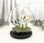 Plymor 5" x 6" Glass Display Dome Globe Cloche (Black MDF Wood Base), Pack of 6 - Image 2
