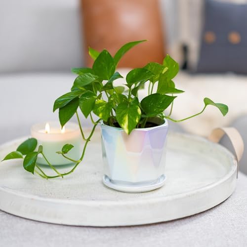 Coco Andrea Ceramic Pots for Plants, 5-Inch Iridescent White, 2-Piece Large - Image 4
