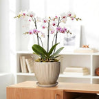 8 Inch Pots for Plants, Ceramic Planter with Saucer, Beige - Image 5
