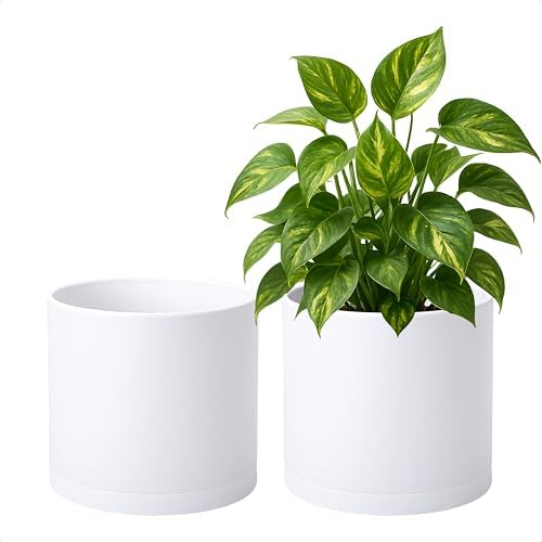 D'vine Dev 2-Pack White Plastic Planters with Saucers, 8 in, 74-Z-M-1 by DvineDevPlanterPotsandStand