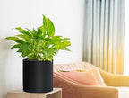 D'vine Dev 2-Pack Black Plastic Planters with Saucers, 6.5 in, 74-Y-L-1 - Image 5