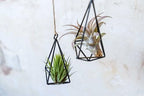 5 Pack Black Metal Pendant Hanging Planter with Assorted Medium Air Plant - Macrame Holder for Indoor Plants - Succulent Plant Hanger - Available in Wholesale and Bulk- Home and Garden Décor - Image 5