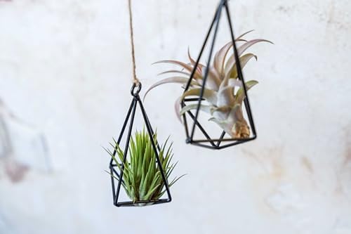 3 Pack Black Metal Pendant Hanging Planter with Assorted Medium Air Plant - Macrame Holder for Indoor Plants - Succulent Plant Hanger - Available in Wholesale and Bulk- Home and Garden Décor - Image 5