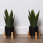 Bornbridge Artificial Snake Plant with Mid Century Plant Stand - Sansevieria Plant in Modern Planter - Artificial Plants with Indoor Plant Stand - Faux House Plants (Small / 2 Pack) by Bornbridge