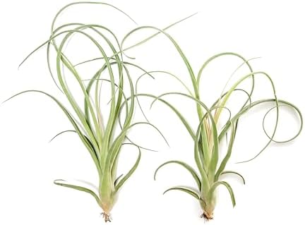 Air Plant Shop 5 Pack Tillandsia Curly Slim (T. Intermedia x T. Streptophylla) Air Plant - Succulents - Live Tillandsia - Easy Care Indoor and Outdoor House Plants - Image 4