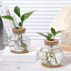 Baderke 12 Packs Propagation Vases for Plants Plastic Plant Propagation Station with Hole Lid and Cork Coasters Plant Growing in Water Hydroponic Home Office Table Decoration(Fish Bowl Style) - Image 5