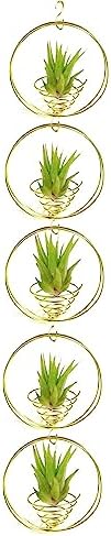 Air Plant Hanging Holder Planter - Plant Hanger Display Frame DIY Kit Aluminum Wire Indoors Outdoors Plants Not Included (Gloden) by SCSFCVIUS