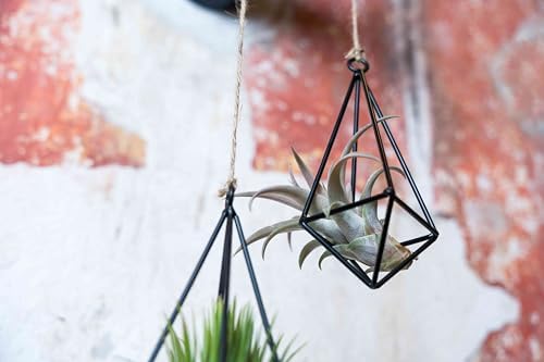 3 Pack Black Metal Pendant Hanging Planter with Assorted Medium Air Plant - Macrame Holder for Indoor Plants - Succulent Plant Hanger - Available in Wholesale and Bulk- Home and Garden Décor - Image 6
