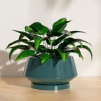 8.3 Inch Green Ceramic Planter with Drainage Hole and Saucer - Image 4
