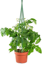 Sunnyglade 25 PCS 48" Plant Stakes Garden Tomato Sticks for Outdoor Plants - Image 2