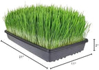 Living Whole Foods 100 Pack of Durable Black Plastic Growing Trays (Without Drain Holes) 21" X 11" X 2" - Flowers, Seedlings, Plants, Wheatgrass, Microgreens & More - Image 7