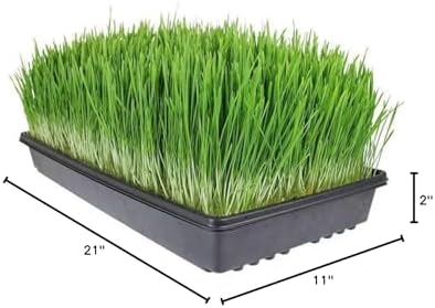 Living Whole Foods 100 Pack of Durable Black Plastic Growing Trays (Without Drain Holes) 21" X 11" X 2" - Flowers, Seedlings, Plants, Wheatgrass, Microgreens & More - Image 7