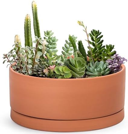 D'vine Dev Terracotta Shallow Planter Pot with Saucer, 12 in, 40-Y-C-0 by DvineDevPlanterPotsandStand