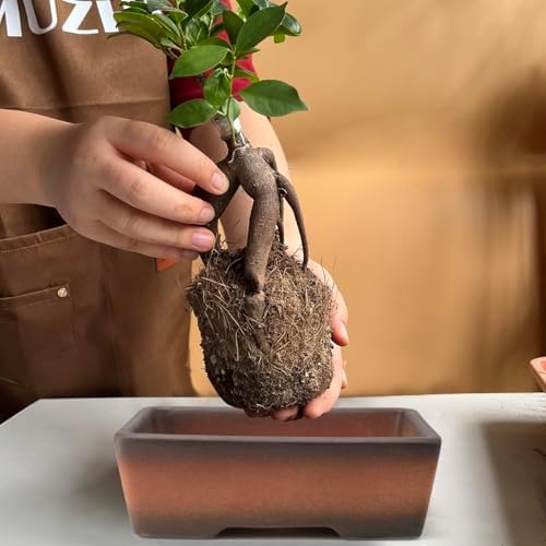 MUZHI Decorative Ceramic Bonsai Planter Pot 8.5 Inch with Tray, Breathable Unglazed Rectangle Terracotta Clay Pot for Tree Succulent Cactus Indoor Outdoor Red Brown (2Pcs Rectangle 6") - Image 5