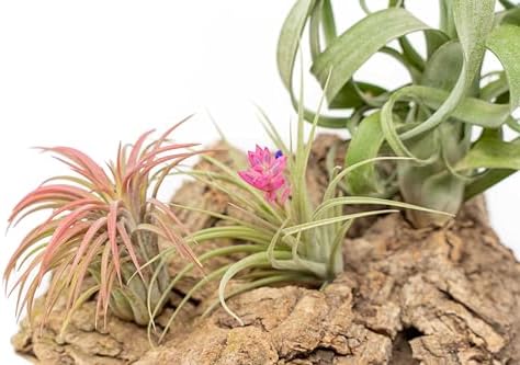 Air Plant Shop Medium Tabletop Cork Bark Display with 3 Tillandsia Air Plants - Wholesale and Bulk - Succulents - Live Tillandsia - Easy Care Indoor and Outdoor House Plants - Image 2