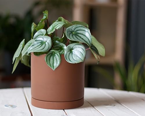 D'vine Dev 2-Pack Rust Terracotta Plant Pots with Saucers, 5 in, 40-V-B-2 - Image 3