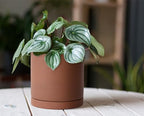 D'vine Dev 2-Pack Rust Terracotta Plant Pots with Saucers, 5 in, 40-V-B-2 - Image 3