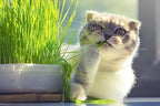Gardenera Cat Grass Growing Medium - Provide Your Cat with a Fun and Healthy Source of Greens - 10 QUARTS - Image 2
