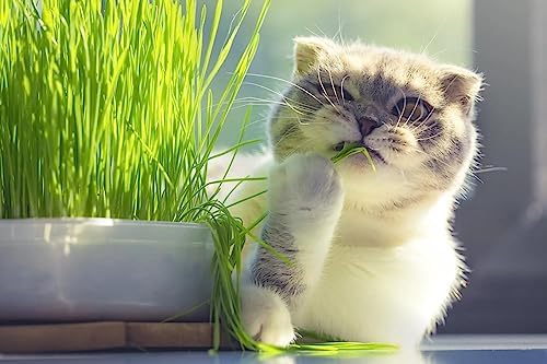 Gardenera Cat Grass Growing Medium - Provide Your Cat with a Fun and Healthy Source of Greens - 10 QUARTS - Image 2