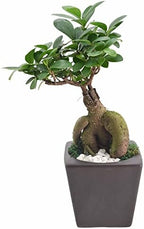 Arcadia Garden Products LV59 Ginseng Ficus Bonsai Live Indoor Plant in Carolina Square Ceramic Planter for Home, Work, or Gift, Brown *Cannot Ship to California* - Image 2