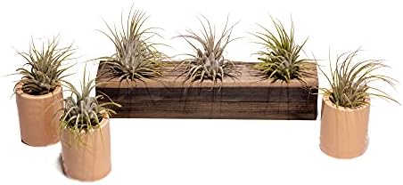 Air Plant Decor Air Plant Holder, 3 Ceramic Tabletop Modern Planter, 1 Solid American Red Cedar Plant Holder Made in The USA, Plus 6 Free Tillandsia (Antique Brown) - Image 6