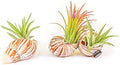 Handmade Seashell Magnets with Ionantha Air Plants - Live Tillandsia Succulent House Plants - Available in Wholesale and Bulk - Home and Garden Decor - Easy Care Indoor and Outdoor Plants (Pack of 50) by TheAirPlantShop