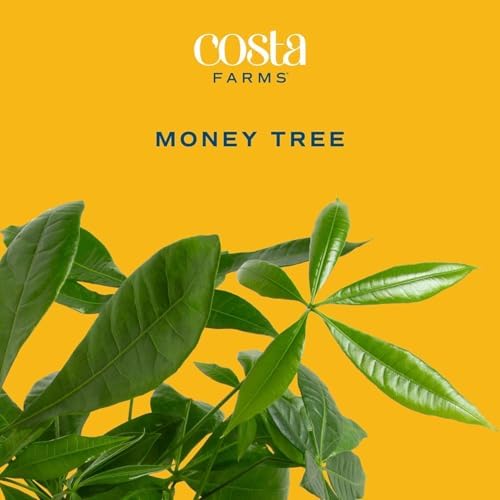 Costa Farms Money Tree Live Indoor Plant, Pet Friendly, 3-4 Ft. Tall - Image 3