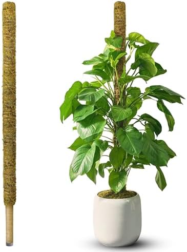 DUSPRO 59" Natural Large Moss Pole for Big & Mature Plants, (1pc., 59'') by DUSPRO