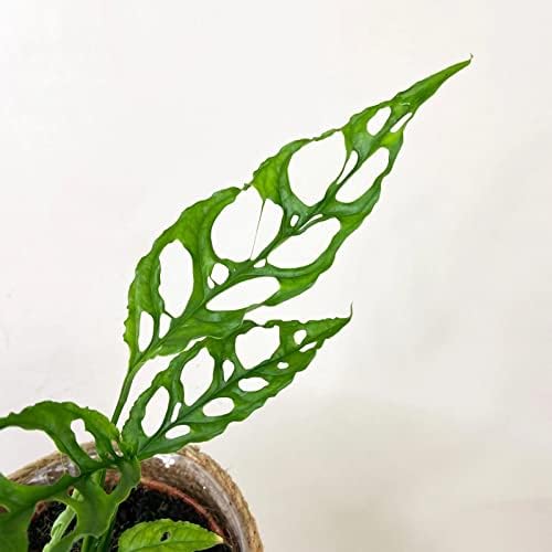 GARDENERA Planting Mix for Monstera Obliqua - Steady Growth and Vibrant Leaves by Gardenera - 10 Quart (2 Bags of 5 Quart) - Image 5