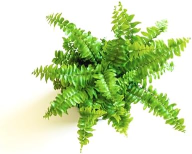 Mini Ferns for Terrariums/Fairy Garden - Live Plants - 5 Different Plants-2" Pots - Image 4