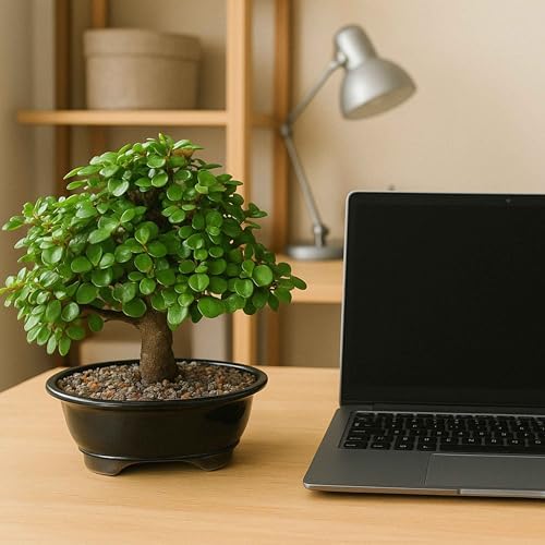 Mini Jade Live Bonsai Tree Set –Dwarf Succulent in a Glazed Pot, Bonsai Starter Kit with Fertilizer, Figurine & Tools, Japanese Humidity Tray with River Rocks - Image 2