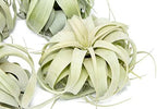 6 Pack Large Xerographica Air Plants 5 to 7 Inch Wide - Air Plants Live Tillandsia Succulent House Plants Holders- Available in Wholesale and Bulk Air Plant- Easy Care Indoor and Outdoor Plants - Image 2