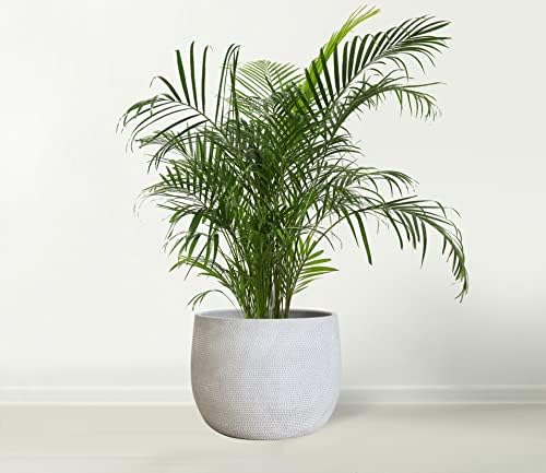 Olly & Rose Barcelona Ceramic Plant Pot Large 10 Inch - Off White Grey Flower Pots - Plant Pots Indoor & Outdoor Planters Extra Large - Image 3