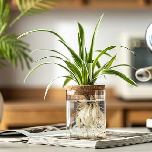Glass Plant Propagation Stations for Plants – Set of 12(6 Large & 6 Small) Hydroponic Vases for Plant Cuttings,Flower Arrangements, Home & Office Decor–Desktop Vases for Living Room, Bedroom (12) - Image 5
