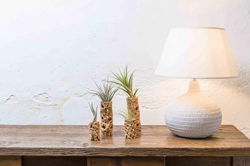 Air Plant Shop 12 Pack 3 Inch Cholla Cactus Holders with Assorted Air Plants- Wholesale and Bulk - Succulents - Live Tillandsia - Easy Care Indoor and Outdoor House Plants - Image 3