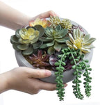 MyGift 8 Inch Round Artificial Succulent Plants in Gray Concrete Plant Bowl - Image 6
