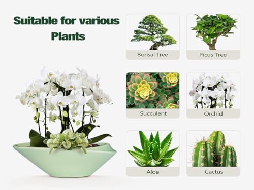 Bonsai Pot - 12 Inch Ceramic Planter Pot with Drainage Hole Large Modern Planter Decorative Glazed Succulent Plant Pot for Indoor Outdoor Plants Green - Image 7