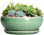 SQOWL Succulent Planter 12 Inch, Ceramic Bonsai Pots with Saucer, Green by SQOWL