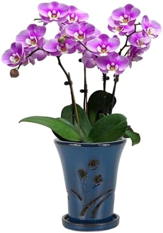 W&W Orchid Pot with Holes and Saucer for Repotting, 6 x 7 Inch, Blue by WWHomeDecor