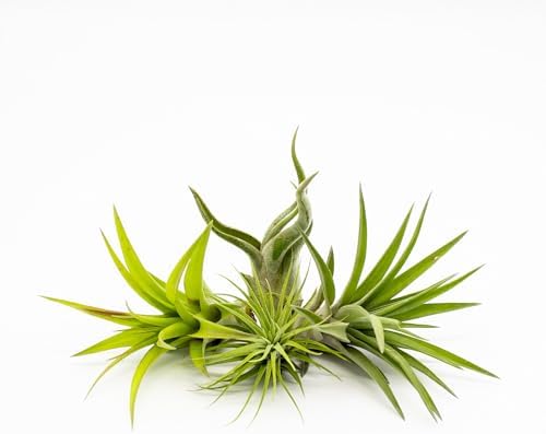 Live Tillandsia Air Plants - Bulk Pack of 25 Plants - 1-2" Each - Assorted - Live Indoor House Plants for Terrariums, Hanging Planters, and Home Decor - Image 3