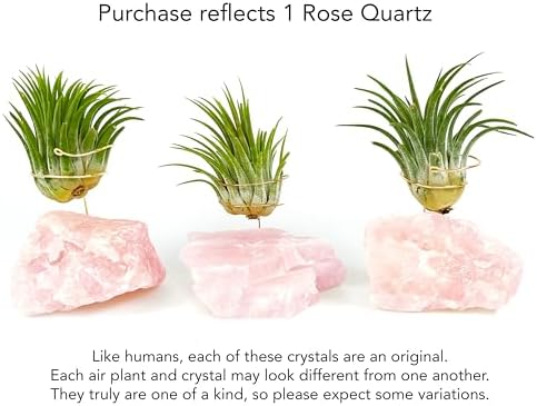Pink Raw Rose Quartz Crystal Air Plant Holder Gift - Includes Live Healthy Tillandsia Plant Gift Box - Image 3