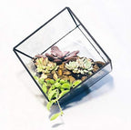 WGV Geometric Planter Terrarium, Width 11.5" Height 12" Clear Glass Black Frame DIY Succulent air Plant Miniature Fairy Garden Windowsill Tabletop Decor, Tilted Cube 1 Piece - Image 4