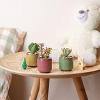 T4U Mini Succulent Pots, Small Ceramic Planters, Retro Gift Set of 12 - Image 3
