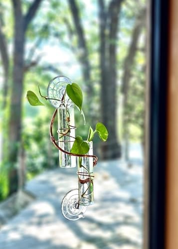 2 Willow Window Plant Propagator- Window Propagation Station | Removable Glass Test Tubes for Indoor Clippings, Cut Flowers, Herbs, Succulents | Home Decor | (2 Willow) - Image 6