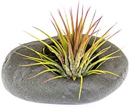 3 Pack Gray Ceramic Stone Holder with Assorted Air Plants - Live Tillandsia Succulent House Plant - Wholesale and Bulk - Home and Garden Decor - Easy Care Indoor and Outdoor Plant - Image 2